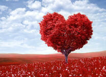 Красное дерево любви
