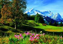 Поляна цветов у подножья горы