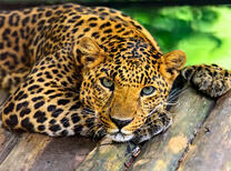 Леопард с манящим взглядом