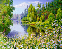 Цветущие ромашки на берегу лесного озера