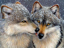 Пара волков под снегопадом