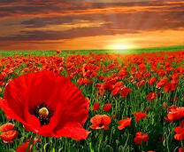 Поле маков озаренных лучами солнца