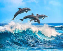 Дельфина в полёте над волнами