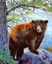 Бурая медведица под деревом