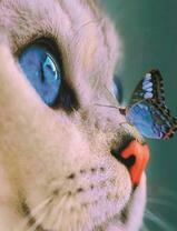 Белый котик и бабочка на носу