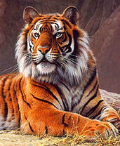 Большой тигр на осенней траве