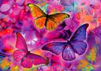 Три красивых бабочки на ярких цветах