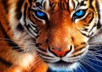 Голубоглазый тигр на снегу