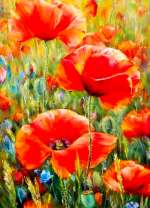 Маки в поле