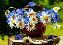 Полевой букет с ромашками в корзинке