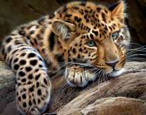 Зеленоглазый ягуар на ветке