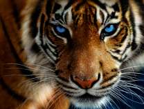 Голубоглазый тигр