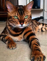 Полосатая кошечка