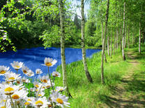 Ромашки в березовой роще