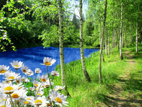 Ромашки и березки у дорожки вдоль реки