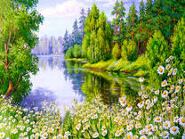 Ромашки у небольшой реки