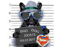 Пёс под арестом