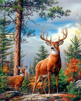 Благородные олени