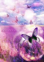 Цветущая лаванда