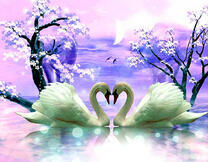 Пара лебедей на лунном озере