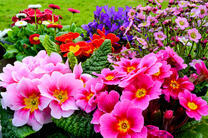 Разноцветные фиалки на поляне