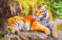 Тигр на камне нежиться в солнечных лучах