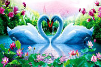 Лебеди, озеро и цветущий лотос