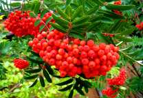 Спелые ягоды в зелёных листьях