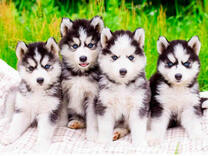 Четыре милых щеночка хаски в траве