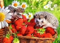 Ежики в корзинке со спелой клубникой
