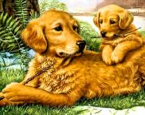 Лабрадоры мама и щенок играют палками