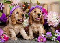 Пара милых щеночков и цветущие фиалки