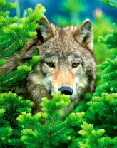 Серый волк в еловом лесу