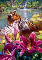 Тигр и белая тигрица в красивом озере