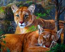 Пара пум на отдыхе в лесу