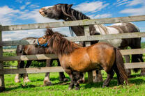 Соседство пони и больших лошадей