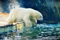 Белый медведь в полярных водах