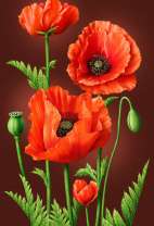 Куст цветущих маков