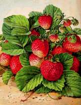 Зреющая клубника на кустике