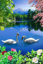 Пара белых лебедей на озере