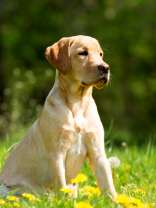 Лабрадор на полянке одуванчиков