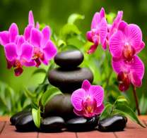Нежные орхидеи и композиция из камней