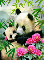 Мама и детеныш панда в лесу