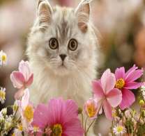 Серый котенок на лугу