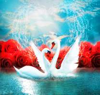 Белые лебеди в озере на фоне красных роз