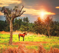 Конь привязан к дереву