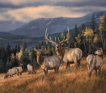 Стадо оленей в горах возле леса