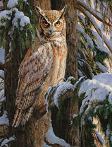 Сова в зимнем лесу