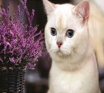 Белый кот и букет лаванды