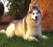 Пушистый хаски